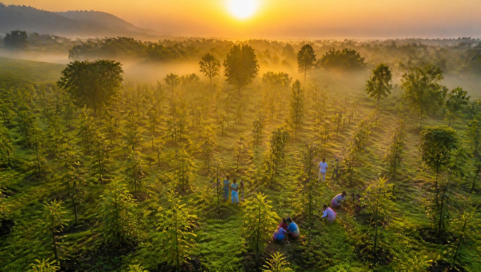 Sunrise over a young medicinal tree plantation in Karnataka, with families planting saplings